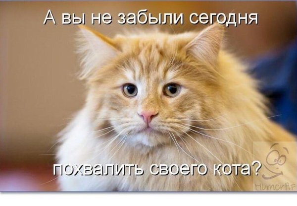 норвежская лесная кошка рыжая