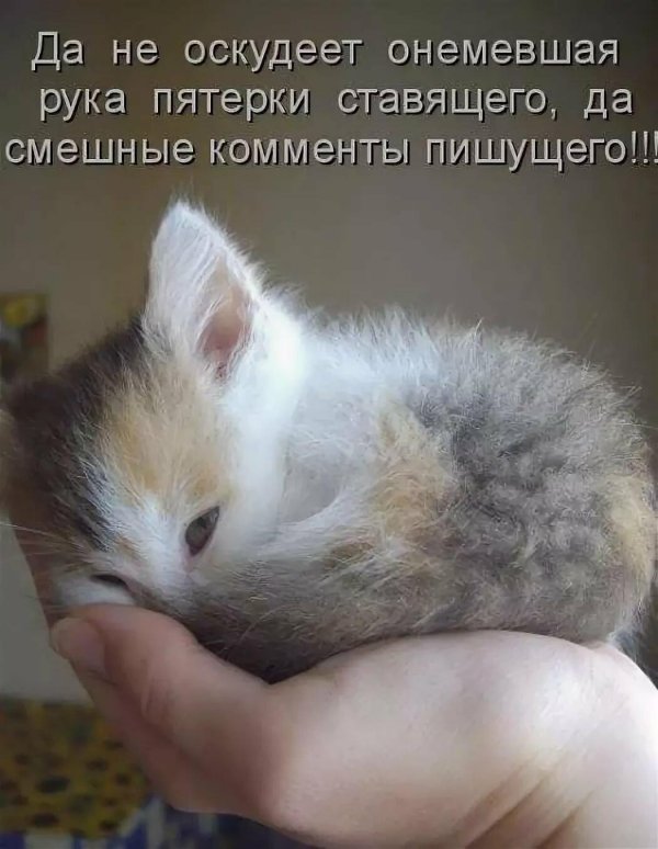 котенок маленький