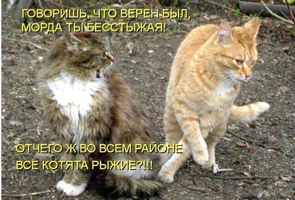 анекдоты с котами