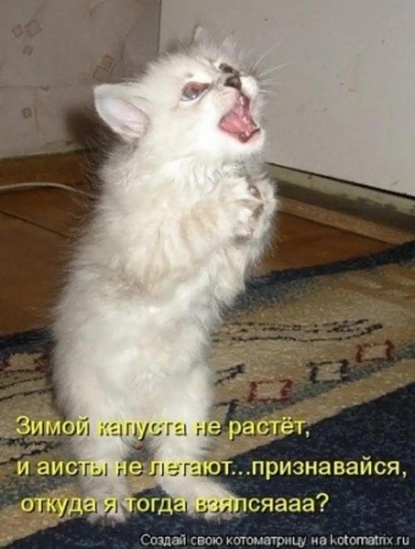 прикольные надписи с котиками