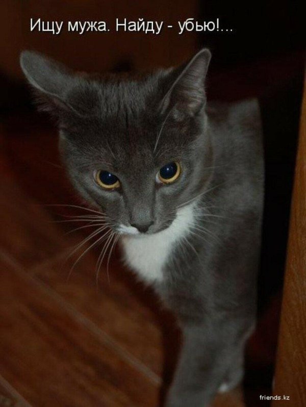 смешной кот с подписью