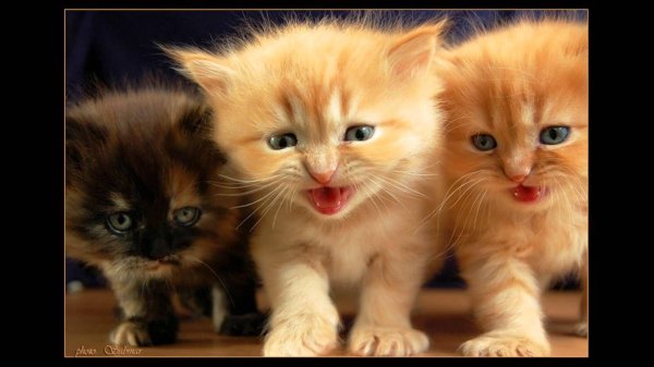 смешной котёнок