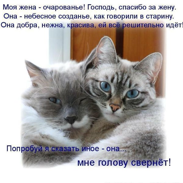 любимая кошечка