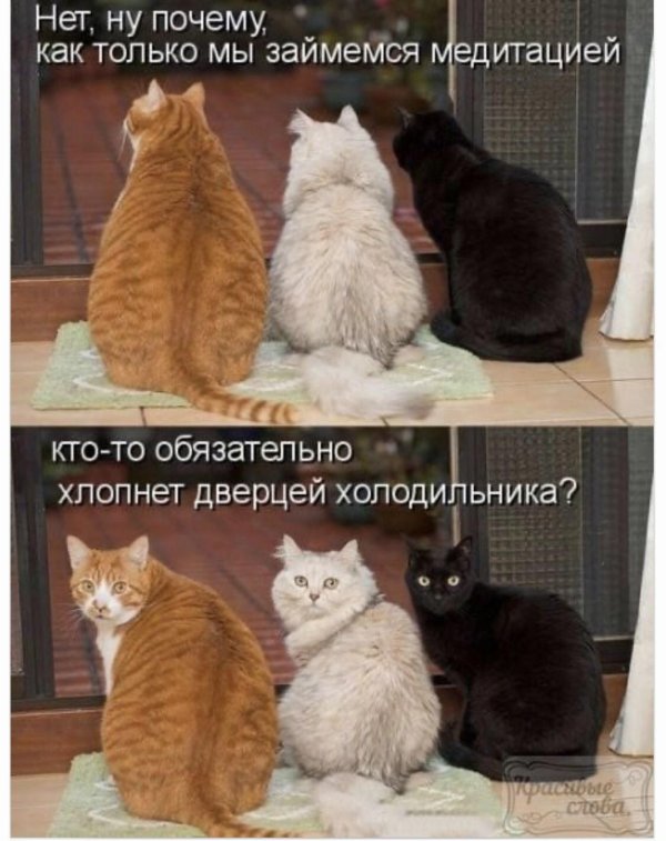кошки юмор