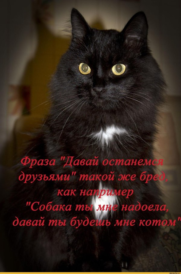 цитаты про котов
