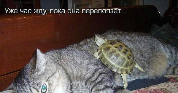 сухопутная черепаха