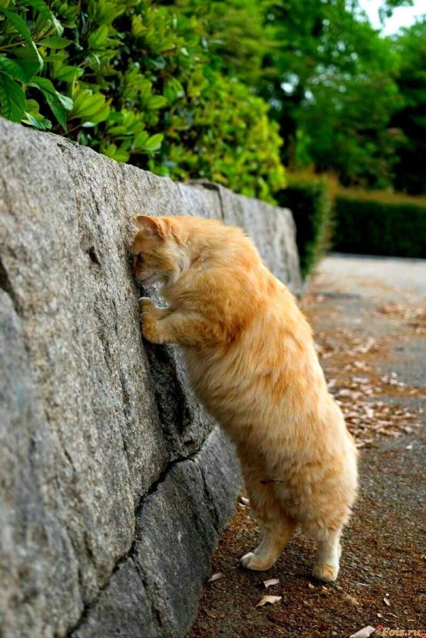 рыжего кота