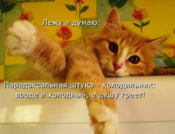 коты с надписями