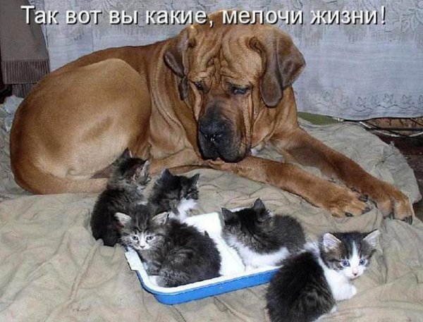 животные с подписями