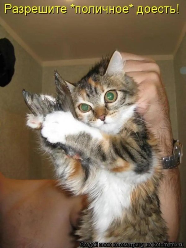 смешной кот с подписью