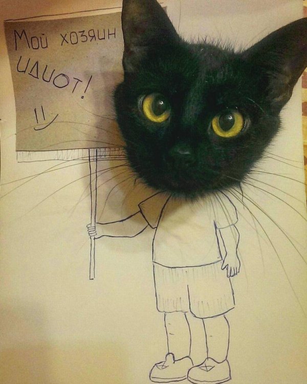 рисованные коты