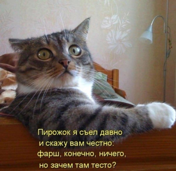 кот который