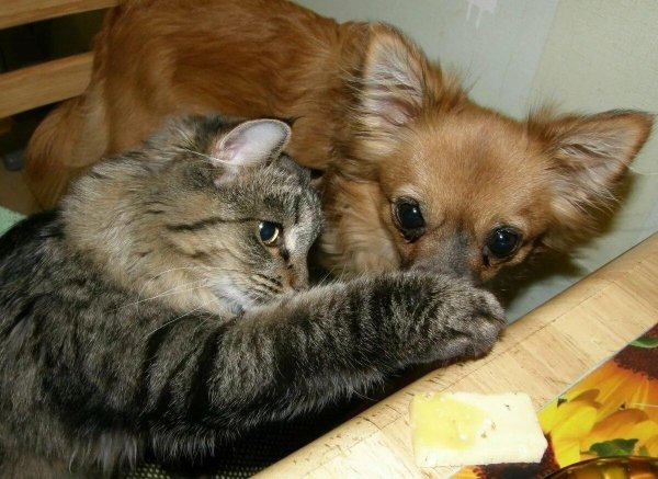 смешные котики и собачки