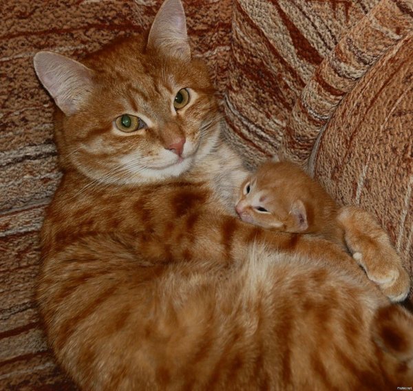 котята и их родители