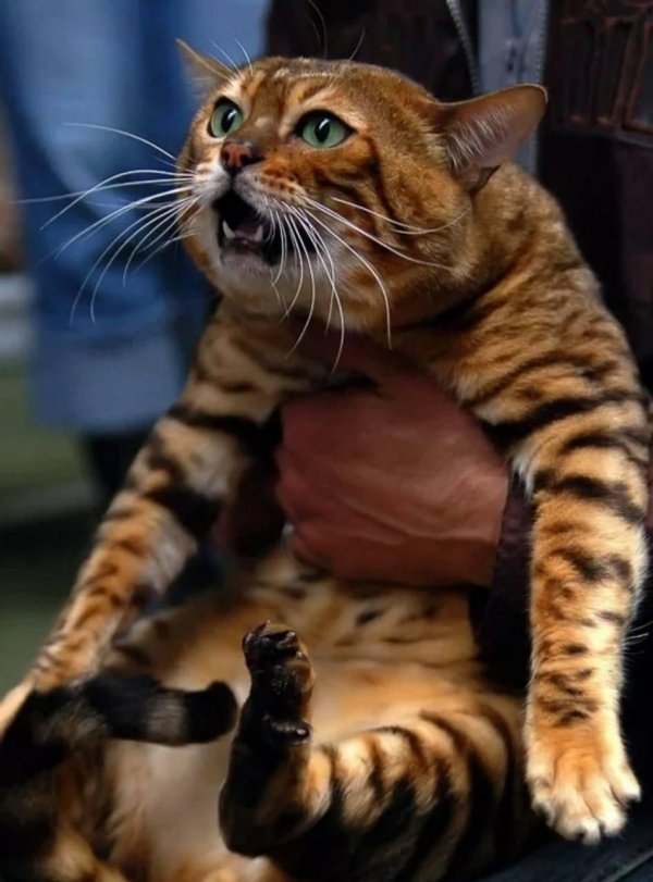 бенгальская кошка