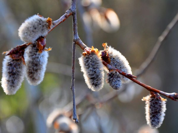 почки вербы