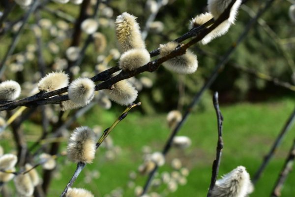 весенний солнцеворот вербоносица
