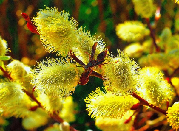 цветущая ива