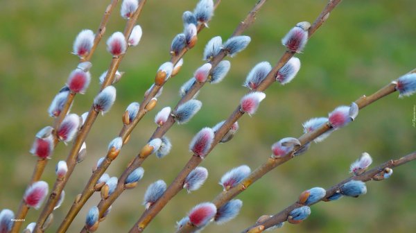 почки вербы