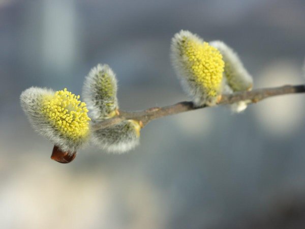 сережки на вербе