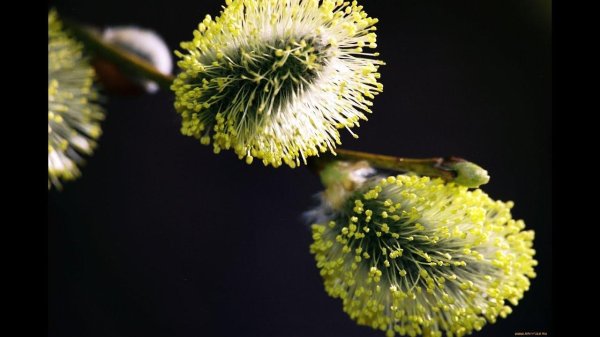 верба цветок