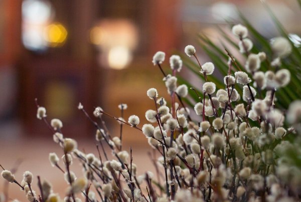 с вербным воскресеньем