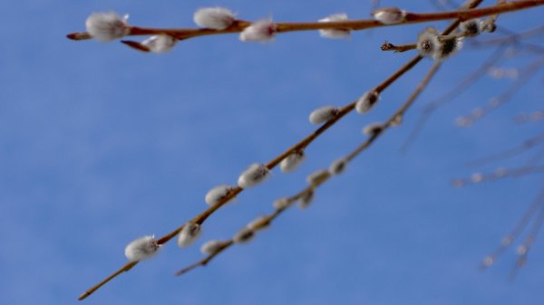 веточка вербы