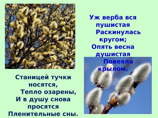 фет уж верба