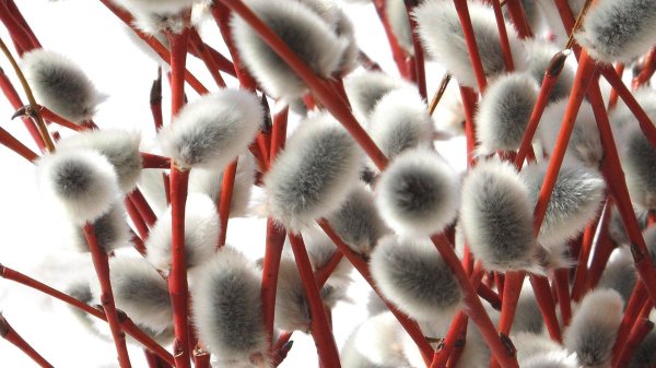 красная верба