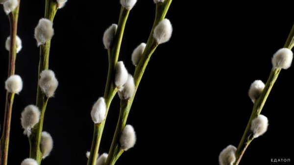 почки вербы