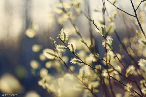 ветка вербы