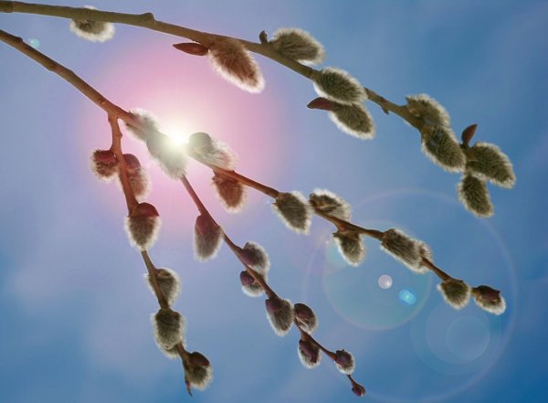 почки вербы