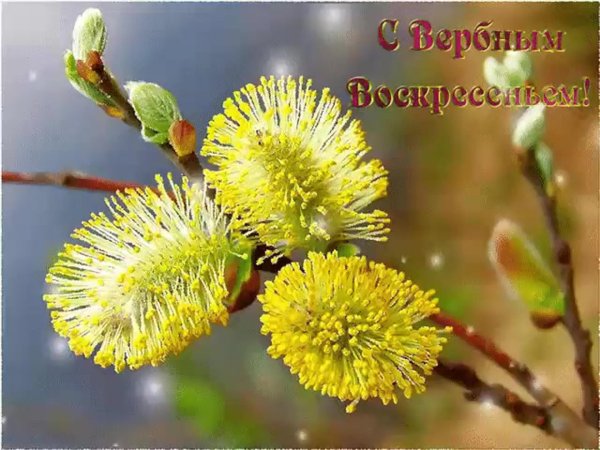 верба растение