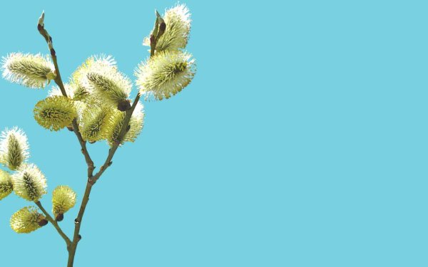 вербное воскресение