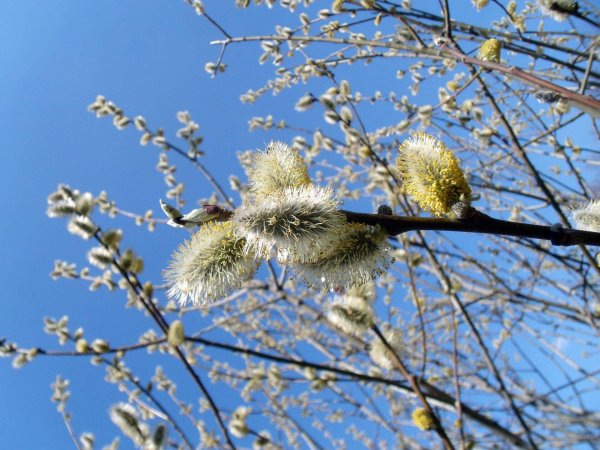 верба цветет