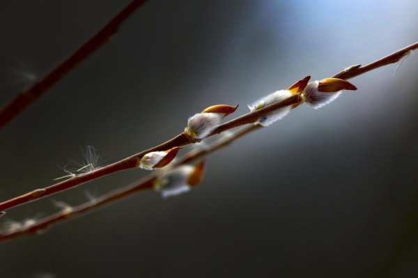 веточка вербы