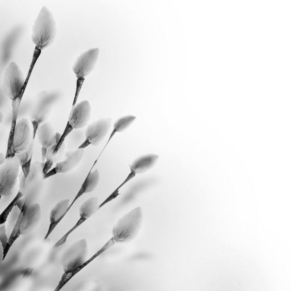 веточка вербы