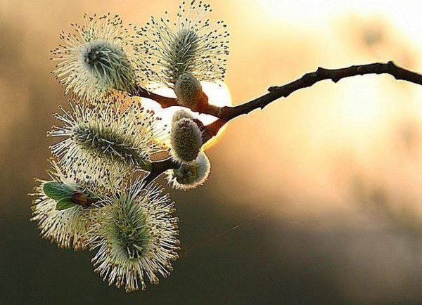 распустившиеся почки вербы