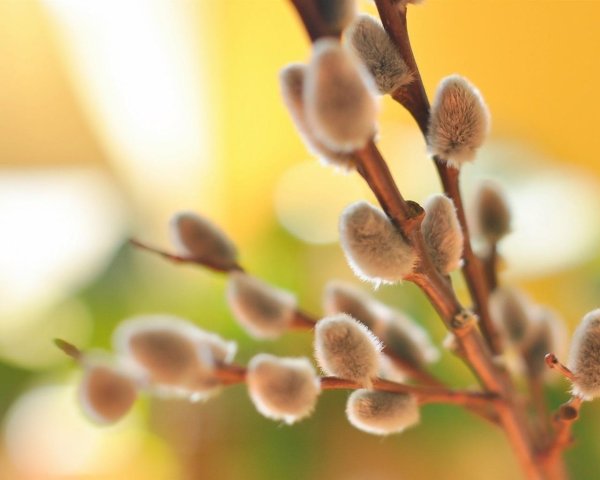 открытка с вербным воскресеньем