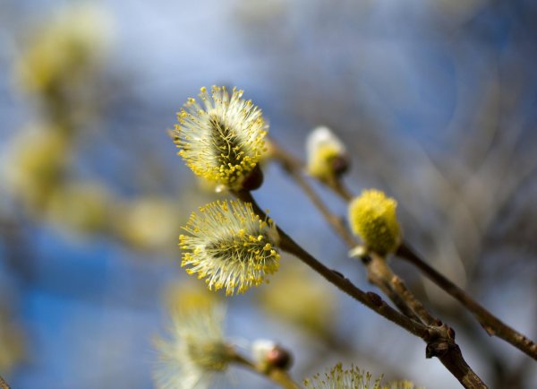 ива козья цветение