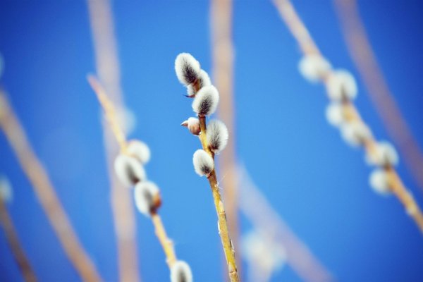 веточка вербы