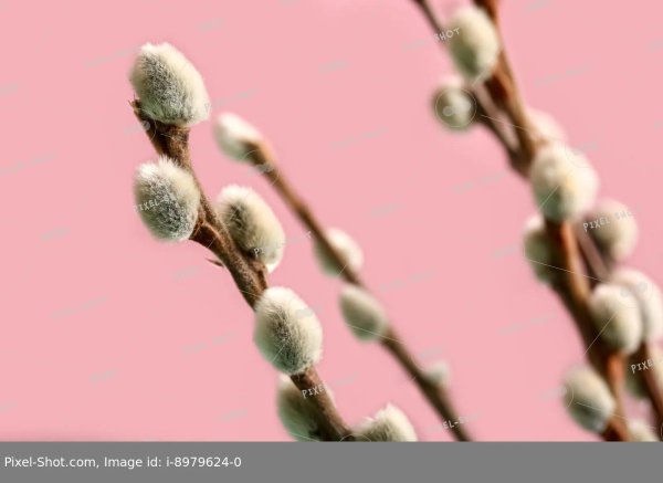 вербное воскресение