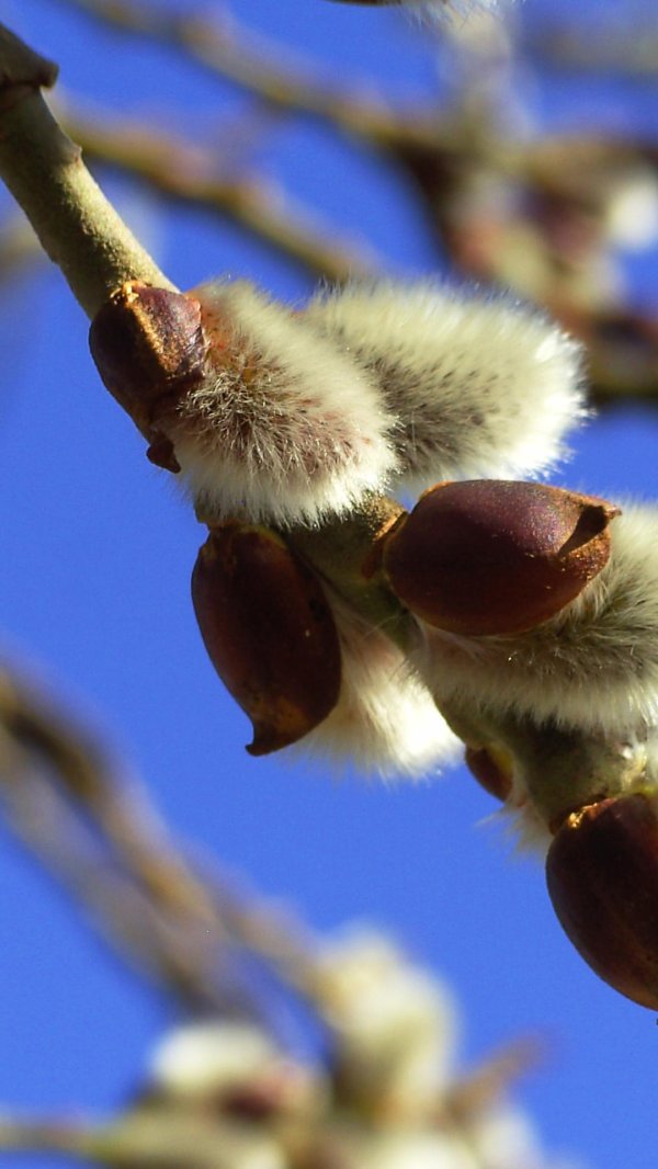 почки вербы