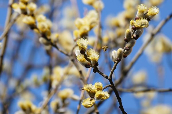 верба весной