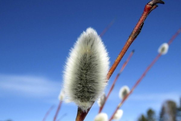 ветка вербы