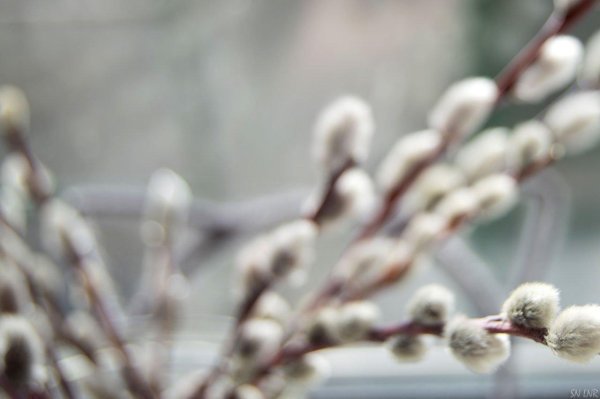 вербная ветка