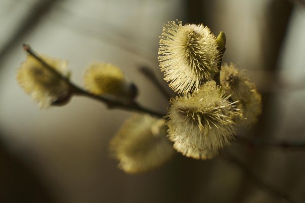 ива ранняя весна