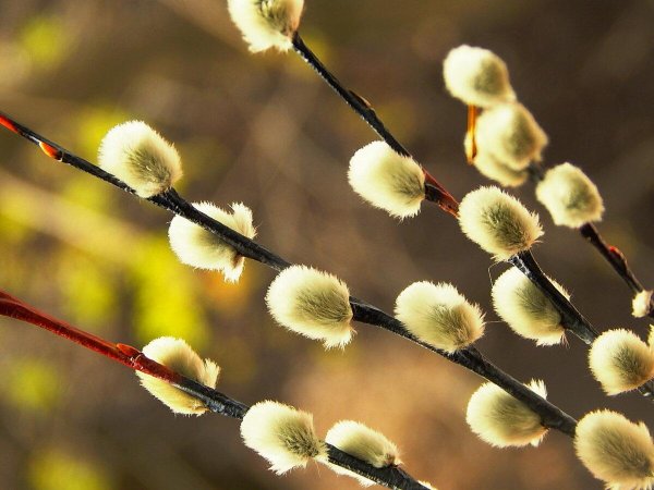 ива на вербное воскресенье