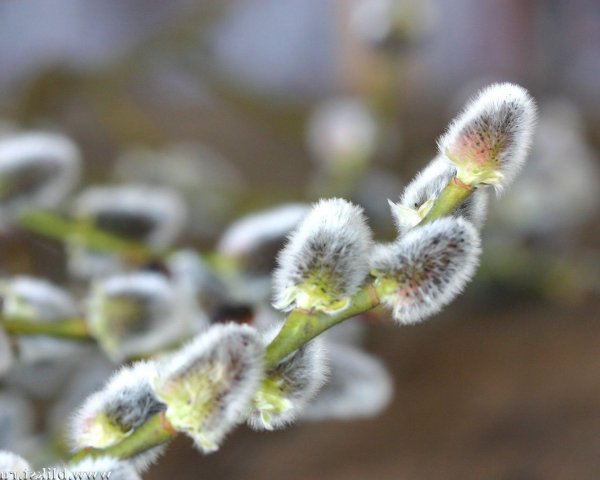 почки вербы