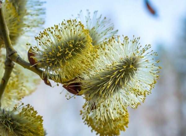 верба цветет